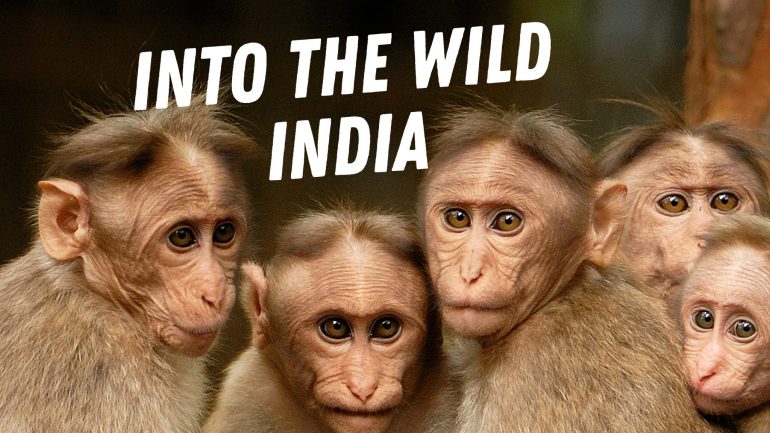 Into The Wild: India - Key Art - JPEG