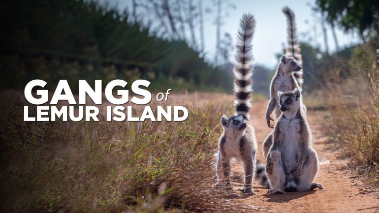 Gangs Of Lemur Island - Key Art - JPEG