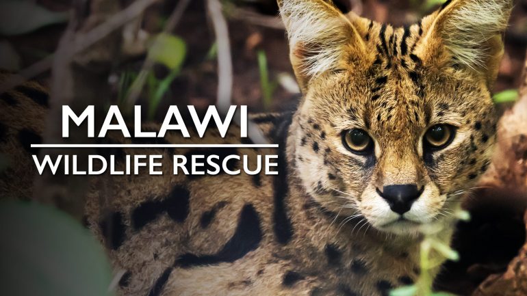 Malawi Wildlife Rescue Key Art