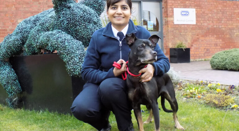 Molly, 10-year-old Staffie cross was handed over to the RSPCA when her owners were not able to meet her needs.