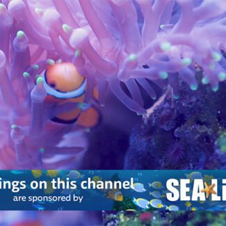 the SEA LIFE Sponsorship creatives