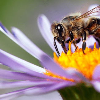 POLLEN REPORT – LIVE LEVELS, LOCAL INSIGHT​